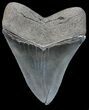 Serrated, Megalodon Tooth - Beautiful Tooth #58065-2